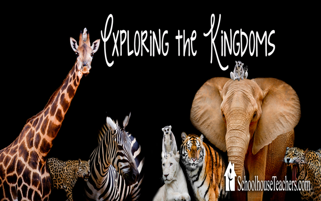 blog-exploring-the-kingdoms