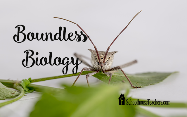 blog boundles biology