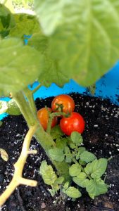 bucket tomatoes