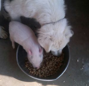 dog and pig