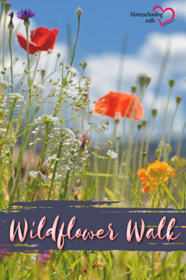 wildflower walk