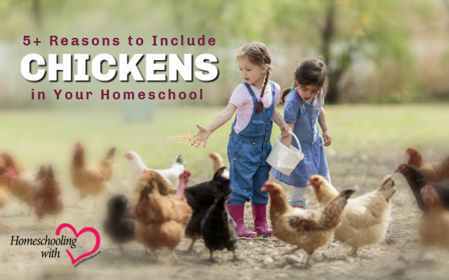 chickens in homeschool