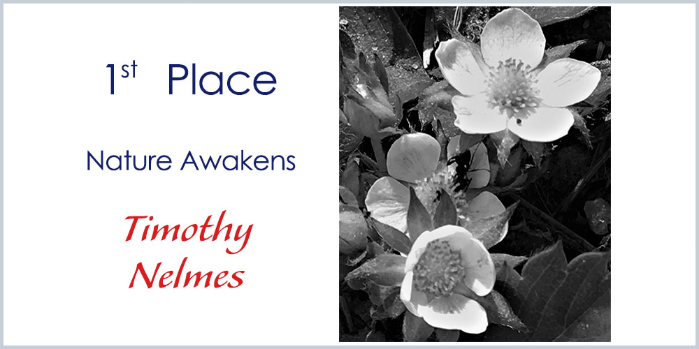 First Place winner - 11-14 Photography Nature Awakens by Timothy Nelmes