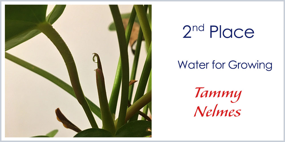 Second Place winner - parent Photography - Water for Growing by Tammy Nelmes